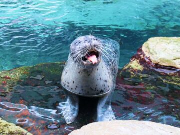 Thumbnail Dream About Blue Seal
