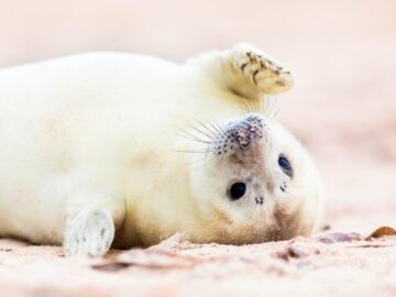 Thumbnail Dream About White Seal