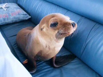 Thumbnail Dream About Seal at Home