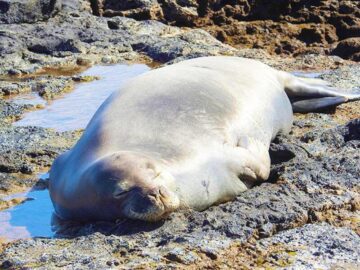 Thumbnail Dream About Dead Seal
