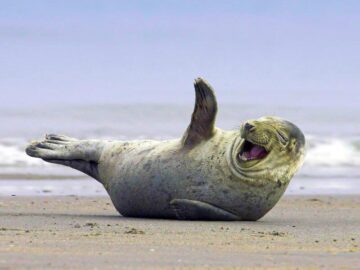 Thumbnail Dream About Laughing Seal