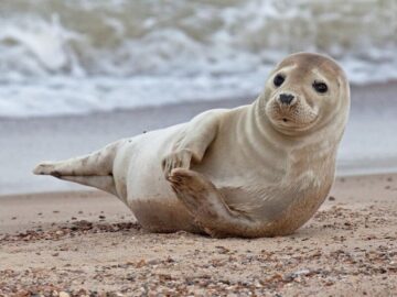 Thumbnail Dream About Seals