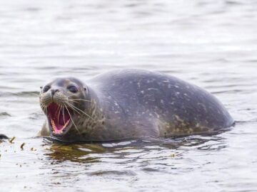 Thumbnail Dream About Aggressive Seals