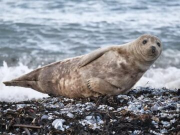 Thumbnail Dream About Seals on the Beach