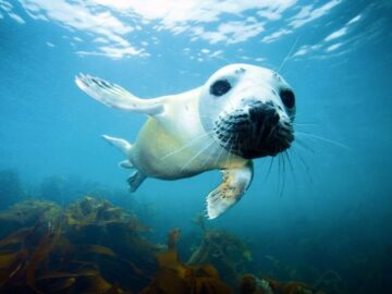 Thumbnail Dream About Seals Swimming