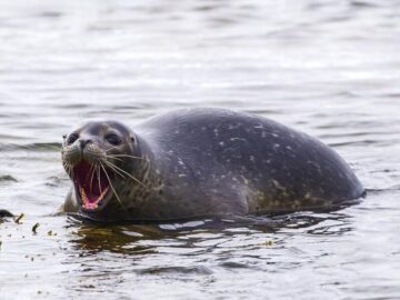 Thumbnail Dream About Seals That Attack