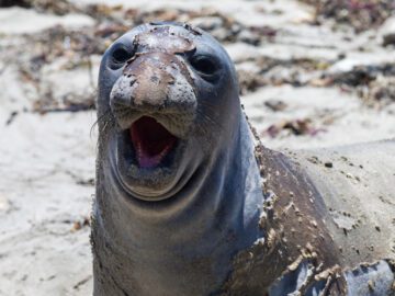 Thumbnail Dream About Seals That Bite