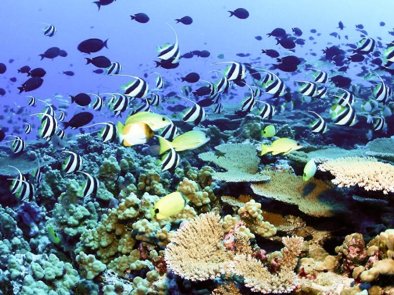 Sonhar com Abundância de Peixes