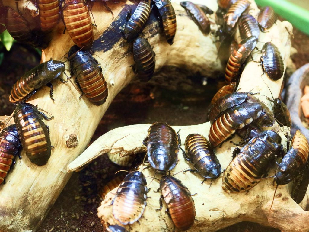 Sonhar com Baratas em Abundância