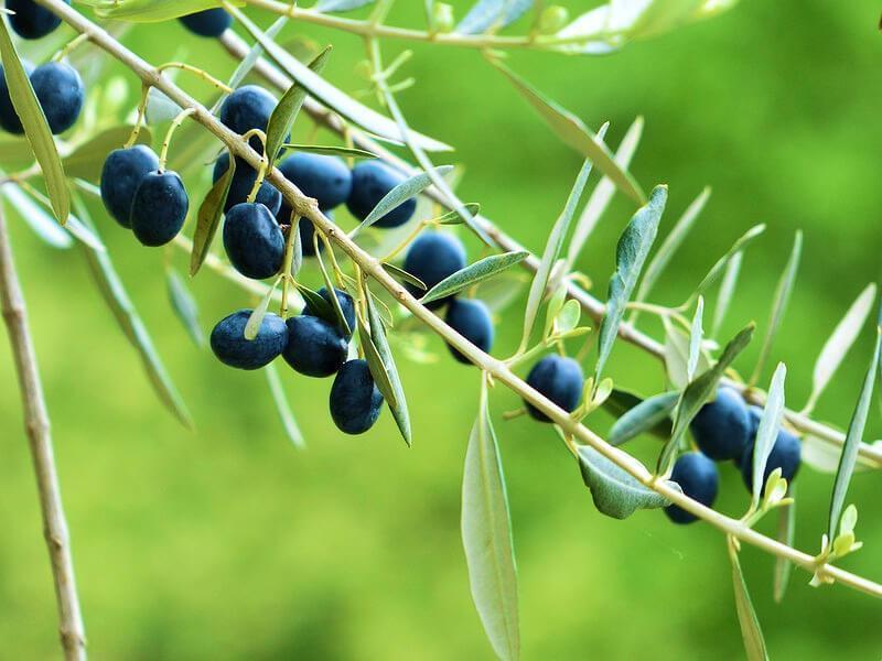 Sonhar com Azeitonas Pequenas