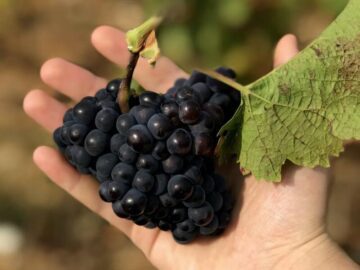Thumbnail Sonhar com Pegando Uvas