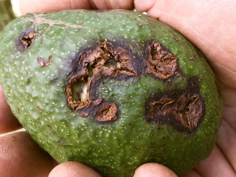 Sonhar com Abacates Danificados