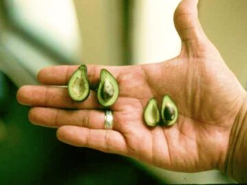 Sonhar com Pequenos Abacates