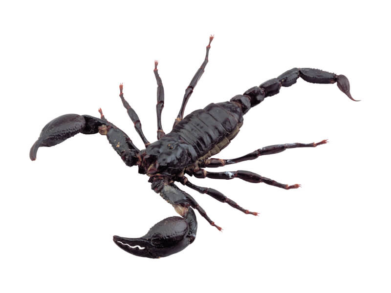 Sonhar com Escorpiões Cinzentos