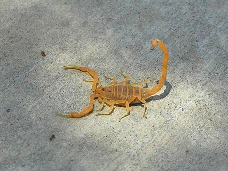 Sonhar com Escorpiões Pequenos