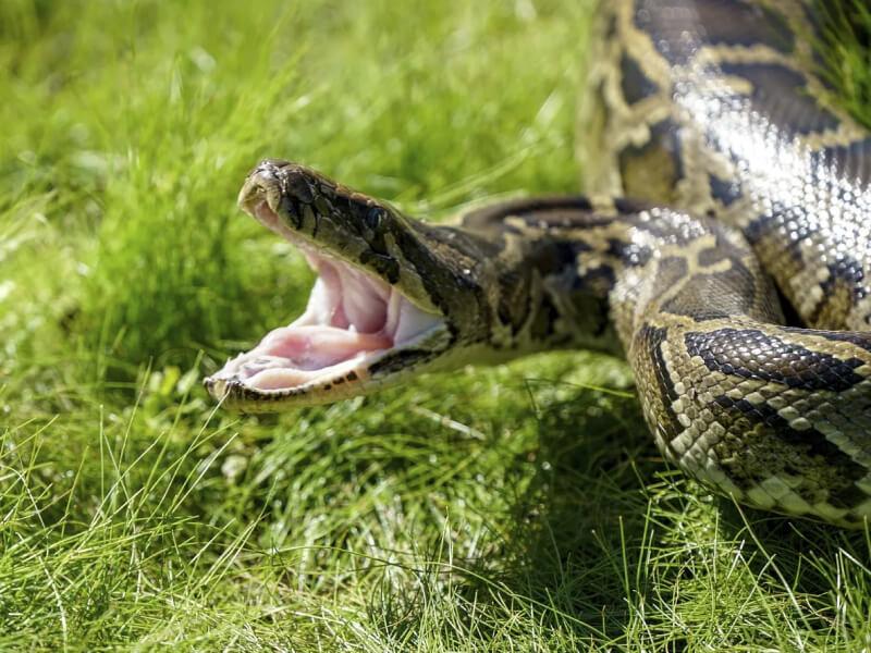 Sonhar com Anacondas Agressivas