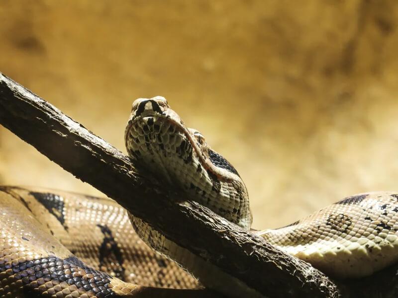 Sonhar com Anacondas Amigáveis