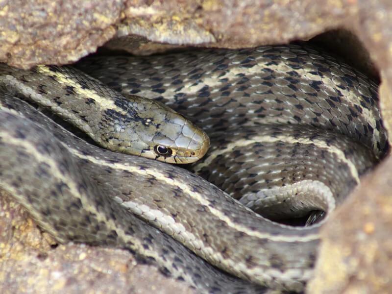 Sonhar com Acasalamento de Anacondas