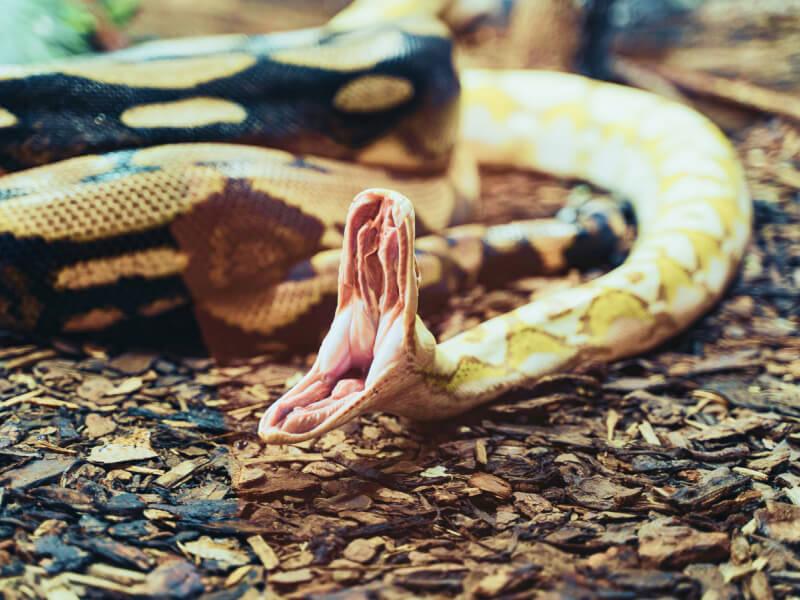 Sonhar com Anacondas Atacando