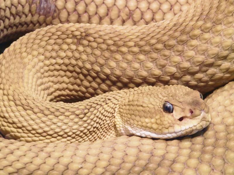 Sonhar com Lindas Anacondas