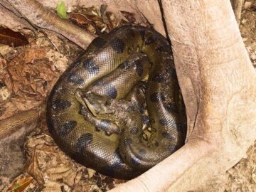 Thumbnail Sonhar com Anacondas Marrons