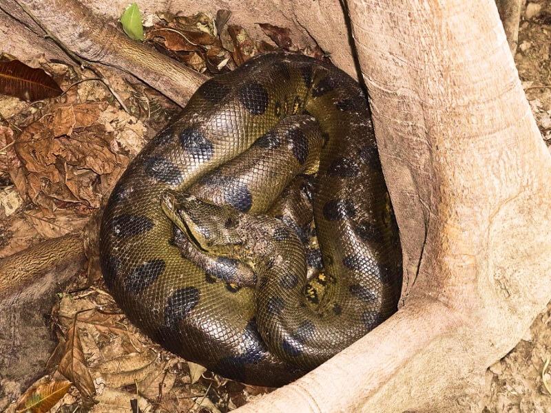 Sonhar com Anacondas Marrons