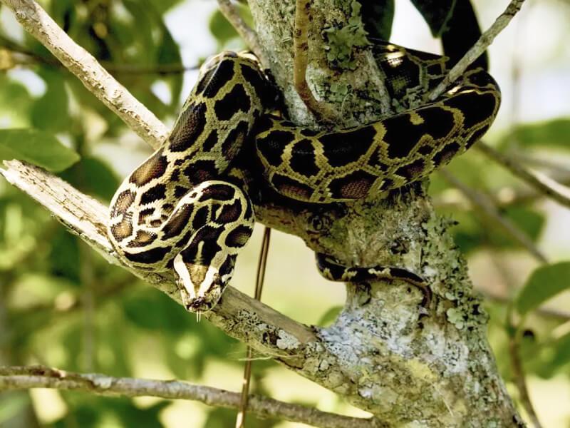 Sonhar com Anacondas Comendo