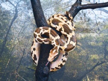 Sonhar com Anacondas Enroladas