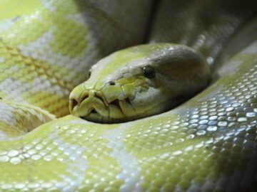 Thumbnail Sonhar com Anacondas Gigantes