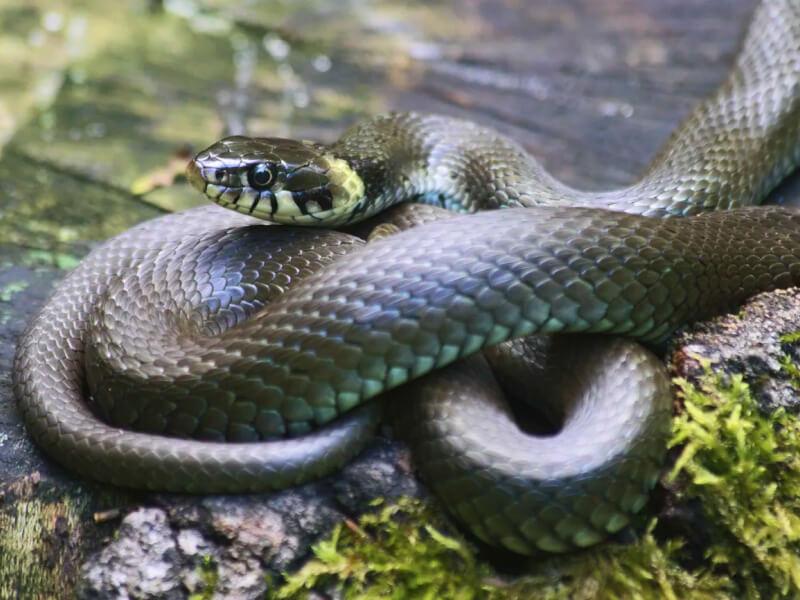 Sonhar com Anacondas Cinzentas