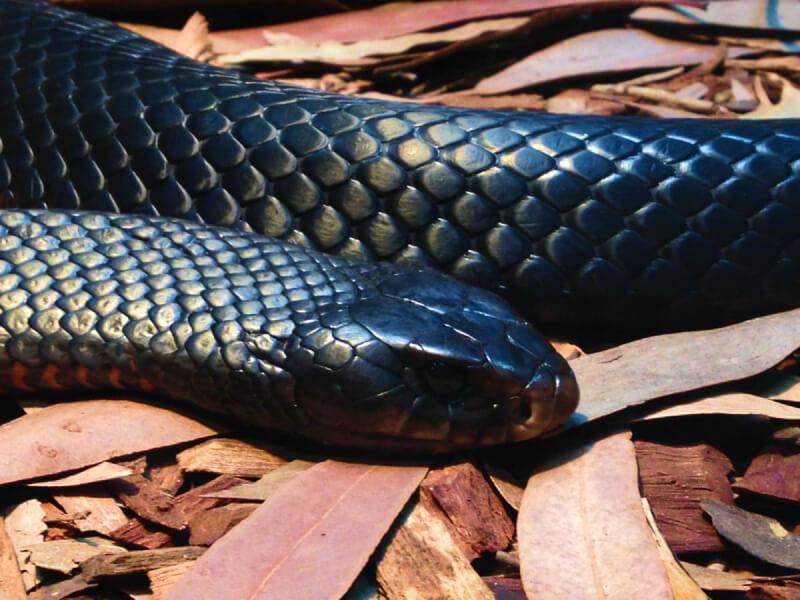 Sonhar com Anacondas Negras