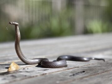Sonhar com Pequenas Anacondas