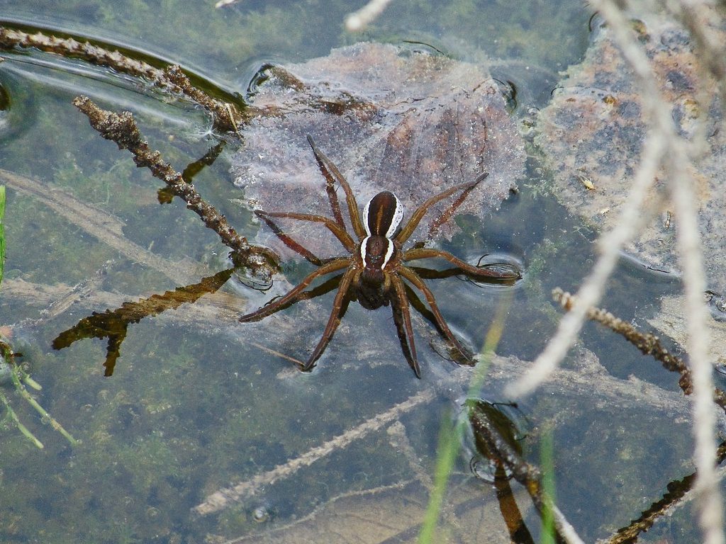 Sonhar com Aranhas Se Afogando