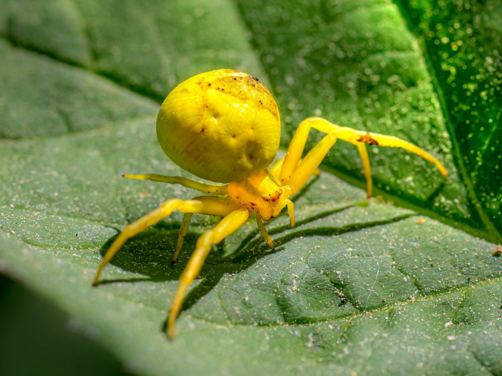 Sonhar com Aranhas Amarelas