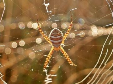 Thumbnail Sonhar com Aranhas Bege