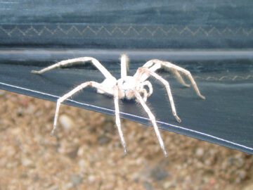 Thumbnail Sonhar com Aranhas Brancas