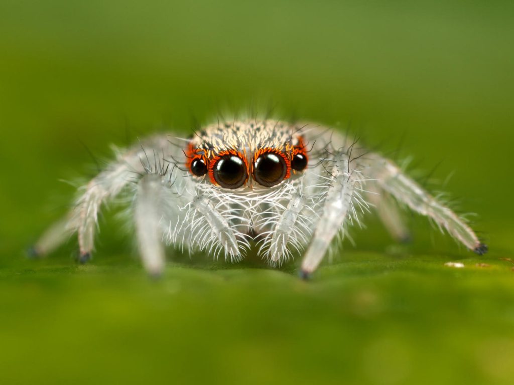 Sonhar com Aranhas Bonitas