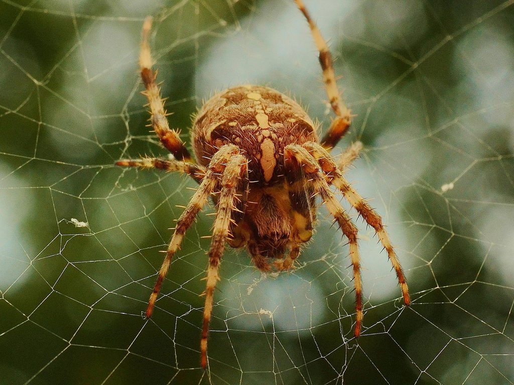 Sonhar com Aranhas Marrons