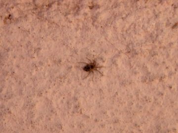 Thumbnail Sonhar com Aranhas Minúsculas