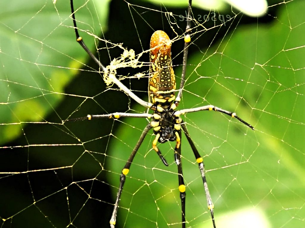 Sonhar com Aranhas Grandes