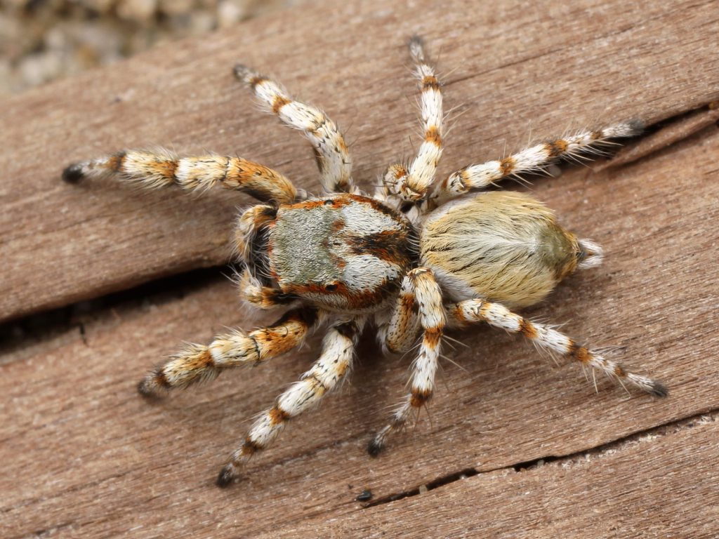 Sonhar com Aranhas Peludas