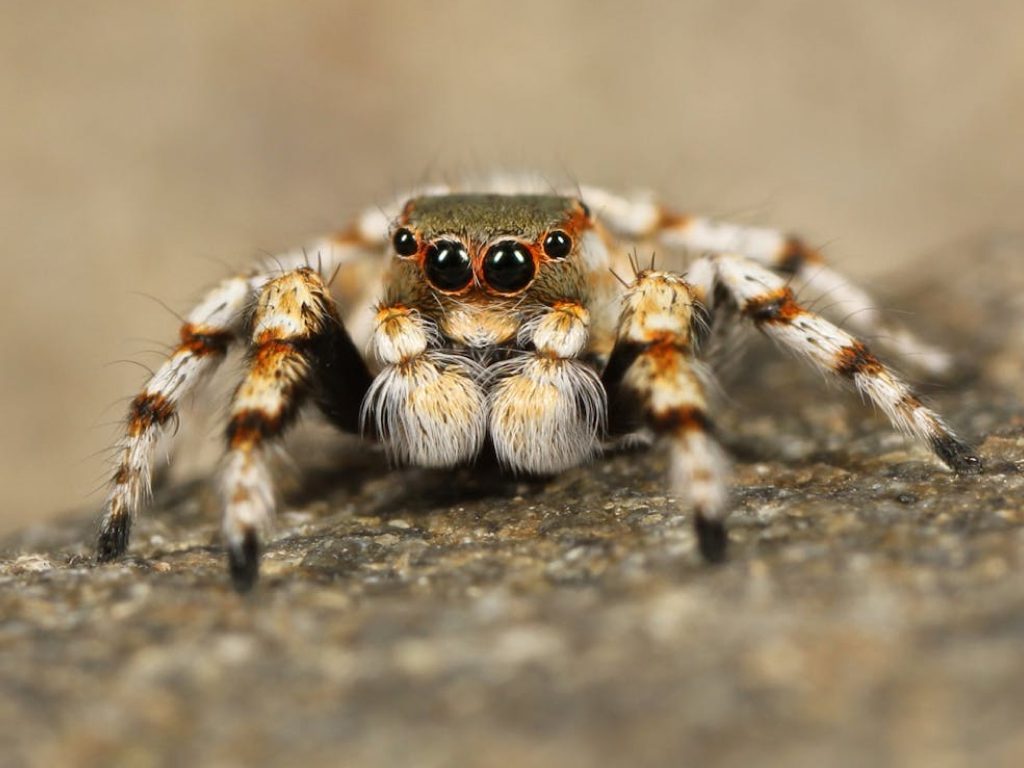 Sonhar com Aranhas