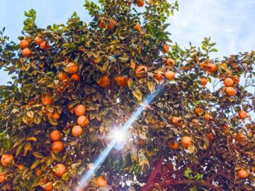 Sonhar com Árvore Frutífera