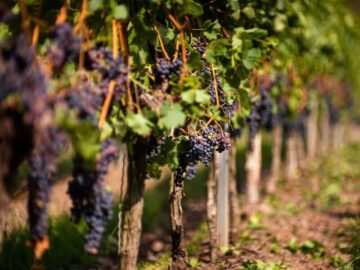 Sonhar com Árvore de Uvas