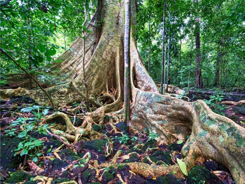 Sonhar com Árvore Gigante