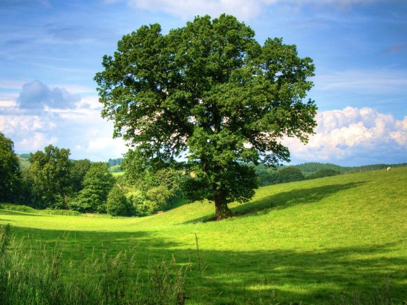 Sonhar com Árvore Verde