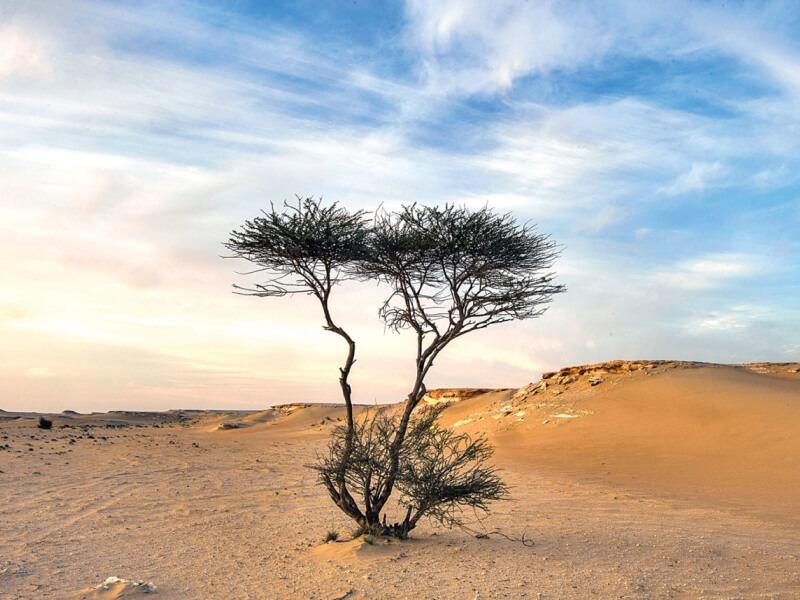 Sonhar com Árvores do Deserto