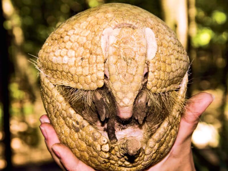 Sonhar com Armadilho Amigável