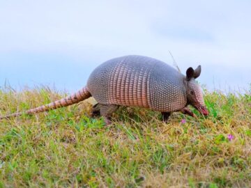 Sonhar com Tatu no Campo