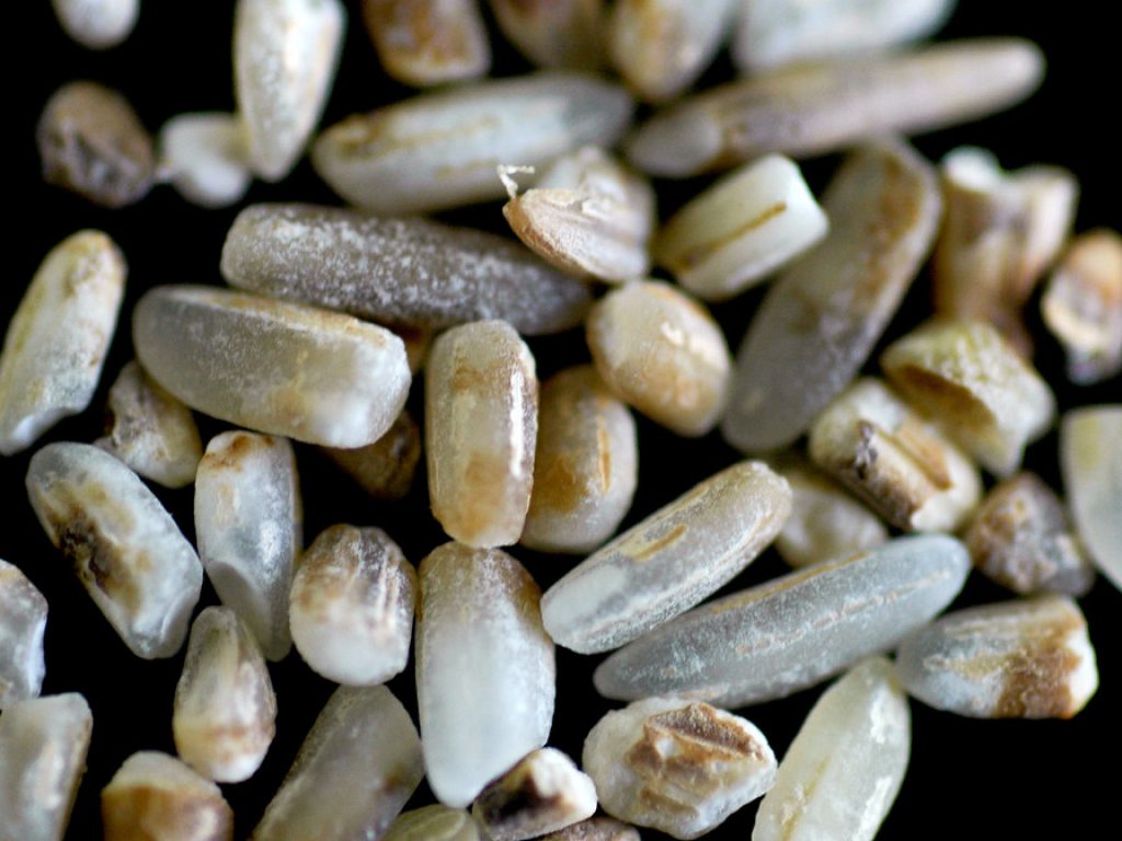 Sonhar com Arroz Estragado